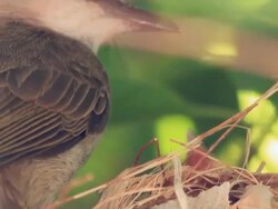 Yellow-vented Bulbul feeding baby birds on nest Stock Footage