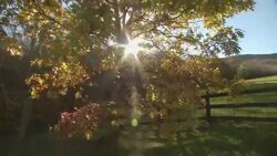 Sunlight filters through an oak tree showing bright fall color in a pastoral landscape. Stock Footage