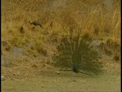 Peacock (Pavo cristatus) courtship, Bandhavgarh National Park, India Stock Footage