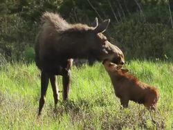 MS Shot of Calf moose (Alces alces) newborn calf kisses with mother moose / Grand lake, Colorado, United States Stock Footage