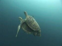 Green turtle (Chelonia mydas) pair mating, CU, Sipadan, Sabah, Malaysia, Borneo Stock Footage