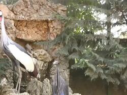 Zoo - Animal Series Stock Footage