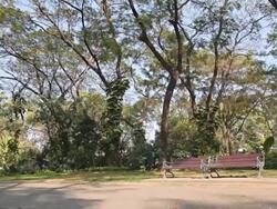 Dolly:Two benches along walkway in the park. Stock Footage