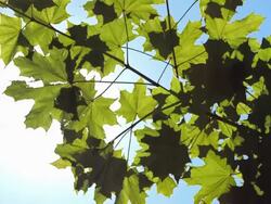 HD: Green Treetop Stock Footage