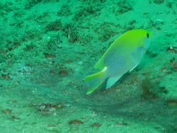 MS Shot of Blue spotted chromis swimming or drifting with surge and cleaning by removing sand from rock by flicking tail / Matola, Maputo, Mozambique Stock Footage