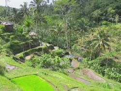MS Small figure labours in rice paddies / Kediri, Bali, Indonesia Stock Footage
