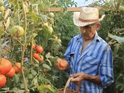 Farmer Picking Tomatoes Stock Footage