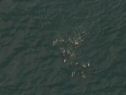 MS AERIAL TS ZO Shot of Common Dolphin swimming off coast of Western Cape / Cape Town, Western Cape, South Africa Stock Footage