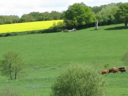 Herd pasturing in a big field Stock Footage