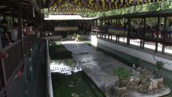 Crocodile Wrestling in Thailand Stock Footage