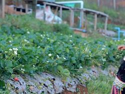 Lahu hill tribe woman Stock Footage