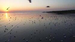 Seagulls flying and sunset. Stock Footage
