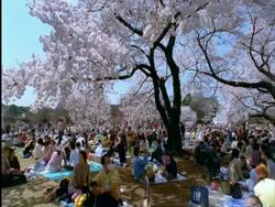 WA people under the cherry blossom trees at Shinjuku park, Tokyo, Japan Stock Footage