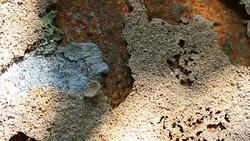 Termites on the tree Stock Footage