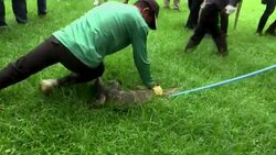 Bangkok park overrun with monitor lizards  Instructional Video