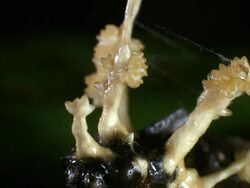 Cordyceps fungus growing out of a parasitized moth in Ecuador. Stock Footage