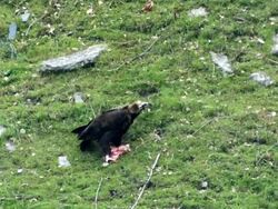 MS View of cinereus Vulture (Aegypius monachus) eating carcas in mountains of caucasus / Stepantsminda, Kazbegi, Georgia Stock Footage