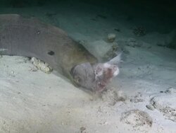 Giant Moray Eel (Gymnothorax javanicus) trying to swallow an entire fish head, Vaavu Atoll, The Maldives Stock Footage