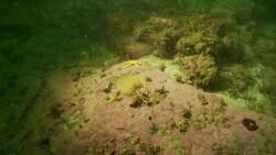A starfish clings to a rock on the ocean floor. Stock Footage