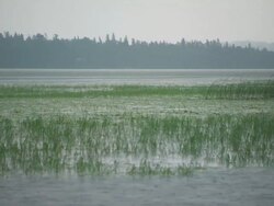 MS Shot of Mississippi river / Lake Itasca, Minnesota, United States  Stock Footage