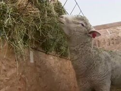 Close up of a sheep eating some hay feed. Stock Footage