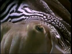 Cuttlefish male protecting female, caresses her with his arms Stock Footage