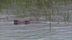A crocodile submerges near seagrass in a Florida swamp. Stock Footage
