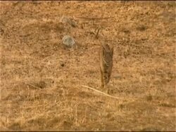 Iberian lynx (Lynx Pardinus) in the wild, Sierra Morena, Andalucia, Southern Spain Stock Footage