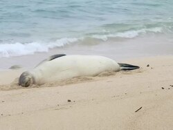 MS Shot of monk seal lying in sand moving its flipper on beach near waves / oahu, hawaii, united states Stock Footage