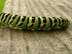 Swallowtail caterpillar Stock Footage