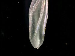 CU comb jelly, moving through frame phosphorescing, black background Stock Footage