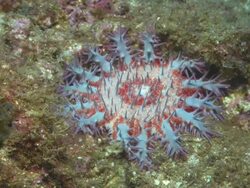 Crown of Thorns with lights, Mexico  Stock Footage