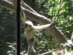 spider monkey Stock Footage