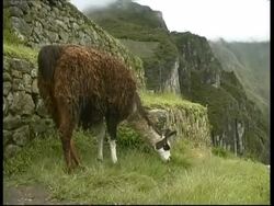 Llama CU, under Machu Picchu, Peru Stock Footage