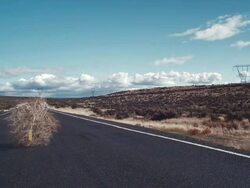 WS Tumbleweed blowing across road / Zillah, Washington, USA  Stock Footage