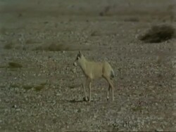 MS Arabian Oryx, Oryx leucoryx calf, trotting across Jiddat al Harasis desert, Oman Stock Footage