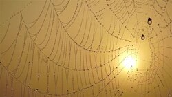 spiderweb Stock Footage