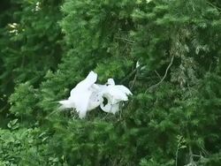 Cattle Egret Stock Footage