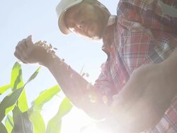 SLO MO Farmer Pouring Corn Maize Stock Footage