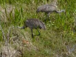 Sandhill Crane Family in a Wetland Stock Footage