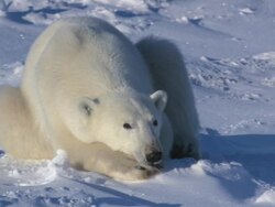 HA Drowsy Polar Bear lying down blinking its eyes sleepily / Churchill, Manitoba, Canada Stock Footage