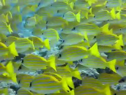 Yellow Fishes Stock Footage