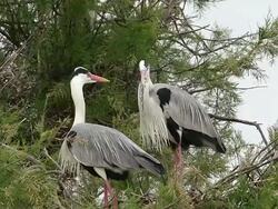 MS Grey Heron, ardea cinerea pair standing on nest / Saintes Marie de la Mer, Camargue, France Stock Footage