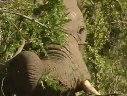 CU Shot of African elephant feeding in dense thicket pulling leaves off bushes / Port Elizabeth, Eastern Cape, South Africa Stock Footage
