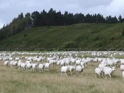 WS View of Sheep Herd / Catlins, New Zealand Stock Footage