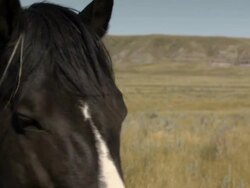 Horses walk in the prairies with a little cliff in the background Stock Footage