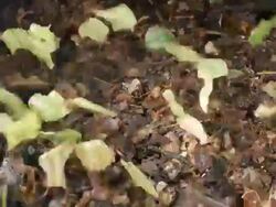 Time-lapse of Leaf Cutter Ants (Atta sp.) carrying pieces of leaves to their nest at night in the rainforest, Ecuador Stock Footage