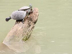 Two turtle perched on a tree stump. Stock Footage