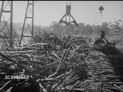 1940s: SOUTH AFRICA EXPORTS: VS Claw dropping sugarcane onto large conveyor belt, feeding sugar canes into machine. INT VS Factory workers packing oranges into boxes, male workers loading cargo w/ crates of oranges. Fruit, crops, exporting Instructional Video