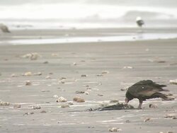 WS View of Vulture picking at bird carcass on beach/ Pimentel, Lambayeque, Peru Stock Footage